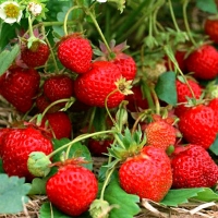 Земляника Ostara, Fragaria Ostara, Земляника Остара