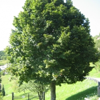 Липа крупнолистная, Tilia platyphyllos, Липа крупнолистная 8/10