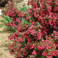 Вейгела Briston Ruby, Weigela hybrida Bristol Ruby, Вейгела гибридная Бристоль Руби