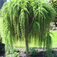 Лиственница Pendula, Лиственница Пендула, Larix Pendula