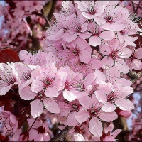 Черемуха виргинская Shubert, Prunus virginiana Shubert, Черёмуха виргинская Шуберт