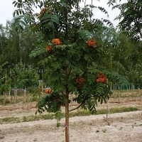 Рябина обыкновенная, Sorbus aucuparia, Рябина обыкновенная 8/10