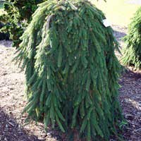 Ель обыкновенная Инверса, Picea abies Inversa , ель инверса цена, ель инверса фото, ель пендула, ель плакучая цена, ель пендула цена, ель пендула фото, ель плакучая фото, ель инверса купить, ель инверса фото, питомник декоративных растений сад центр