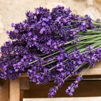 Лаванда узколистная С5, Lavandula angustifolia, Лаванда узколистная