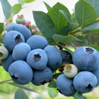 Голубика высокорослая Brigitta, Vaccinium corymbosum Brigitta, Голубика высокорослая Бригитта