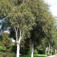 Береза полезная Doorenbos, Betula utilis Doorenbos, Берёза полезная Доренбос