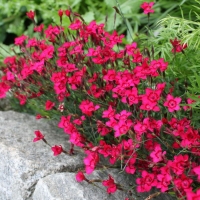 Гвоздика Brilliant, Dianthus deltoides Brilliant, Гвоздика травянка Бриллиант