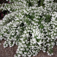 Чубушник Snowbelle, Philadelphus Snowbelle, Чубушник Сноубель