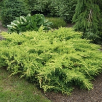 Можжевельник Goldkissen, Juniperus media Goldkissen, Можжевельник Голдкиссен, купить можжевельник Goldkissen, голдкиссен, купить можжевельник голдкиссен