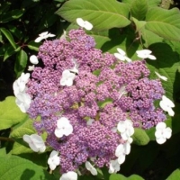 Гортензия черешковая, Hydrangea aspera