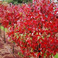 Клен остролистный Fairview, Acer platanoides Fairview, Клён остролистный Фаервью