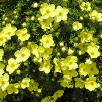 Лапчатка GoldStar, Лапчатка кустарниковая Голдстар, Potentilla fruticosa GoldStar