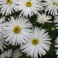 Астра кустарниковая Kristina, Aster dumosus Kristina, Астра кустарниковая Кристина
