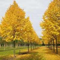 Липа мелколистная Winter Orange, Tilia cordata Winter Orange, Липа мелколистная Винтер Оранж