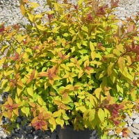 Спирея японская Firelight, Spiraea japonica Firelight, Спирея японская Файерлайт