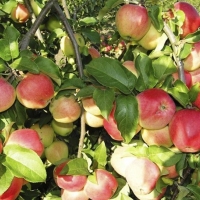 Яблоня Кандиль Орловский с7.5, Яблоня Кандиль Орловский, Malus