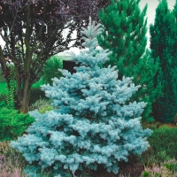 Ель Super Blue, Picea pungens Super Blue Seedling, Ель колючая голубая Супер блю