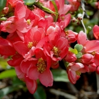 Айва Pink Lady, Chaenomeles superba Pink Lady, Айва превосходная Пинк Леди