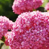 Гортензия древовидная Invincibelle, Hydrangea arborescens Invincibelle, Гортензия древовидная Инвинзибл