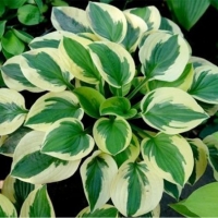Хоста гибридная Brim Cup, Hosta Brim Cup, Хоста гибридная Брим Кап