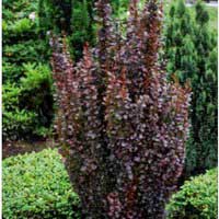 Барбарис Тунберга Helmond Pillar, Berberis Thunbergii Helmond Pillar, Барбарис Тунберга Хелмонд Пиллар