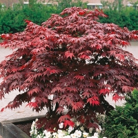 Клен дланевидный Atropurpureum, Acer palmatum Atropurpureum, Клен веерный Атропурпуреум