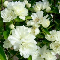 Чубушник Лунный свет с7.5,  Philadelphus Lunnyi svet, Чубушник Лунный свет