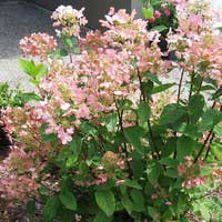 Гортензия Pink Diamond, Hydrangea paniculata Pink Diamond, Гортензия метельчатая Пинк Даймонд