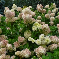 Гортензия Magical Sweet Summer, Hydrangea Paniculata Magical Sweet Summer, Гортензия метельчатая Мэджикал Свит Саммер