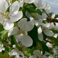 Яблоня Китайка Долго 5/6 лет, Malus domestica Dolgo, Яблоня Китайка Долго