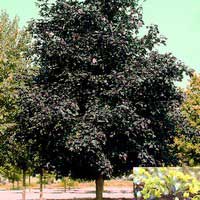 Клен остролистный Faassen's Black, Acer platanoides Faassen's Black, Клен остролистный Фаассен'с Блек
