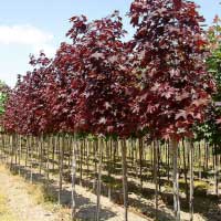 Клен остролистный Royal Red, Acer platanoides Royal Red, Клён остролистный Роял Ред