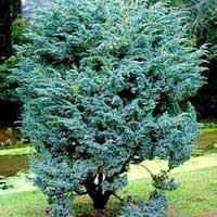 Можжевельник чешуйчатый Meyeri С10 40/60, Juniperus squamata Meyeri, Можжевельник чешуйчатый, Можжевельник чешуйчатый Meyeri, Можжевельник Meyeri