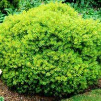 Pinus strobus Minima, Сосна веймутова Минима