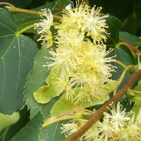 Липа мелколистная Greenspire, Tilia cordata Greenspire, Липа мелколистная Гринспайер