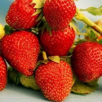 Земляника садовая Braton, Fragaria Braton, Земляника садовая Брайтон