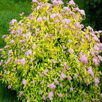Спирея Денсифлора, Spiraea Densiflora, Спирея Денсифлора