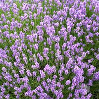 Лаванда узколистная Munstead, Lavandula angustifolia Munstead, Лаванда узколистная Манстед
