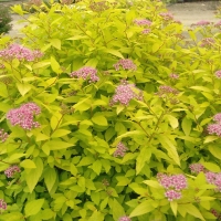 Спирея японская Goldmound, Spiraea japonica Goldmound, Спирея японская Голдмоунд