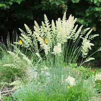 Келерия сизая с3, Koeleria glauca, Келерия сизая