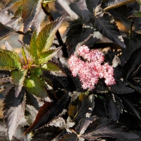 Бузина черная Black Tower, Sambucus nigra Black Tower, Бузина черная Блэк Тауэр