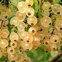 Смородина Виксне, Ribes, Смородина белая Виксне