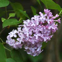 Сирень обыкновенная, Syringa vulgaris