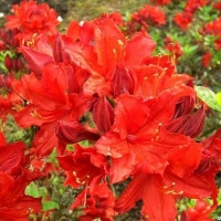 Азалия Knap Hill Hybride, Azalea knap hill Hybride, Азалия