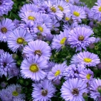 Астра альпийская Lady in Blue, Aster dumosus Lady in Blue, Астра альпийская Леди ин блю