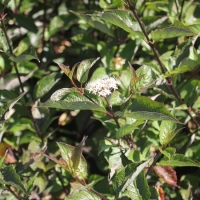 Дерен Kesselringii, Cornus alba Kesselringii, Дерен белый Кессельринги