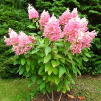Гортензия метельчатая Angels Blush, Hydrangea paniculata Angels Blush, Гортензия метельчатая Энджелс Блаш