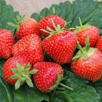 Земляника Elsanta, Fragaria Elsanta, Земляника Эльсанта