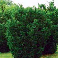 Тисс средний Hicksii, Taxus media Hicksii, Тисс средний Хиски