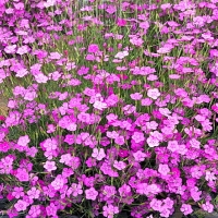 Гвоздика Травянка с3, Dianthus deltoides, Гвоздика Травянка